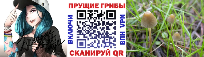 Псилоцибиновые грибы Cubensis  где купить   Буй 